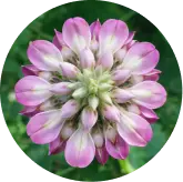 Kudzu Flower Extract